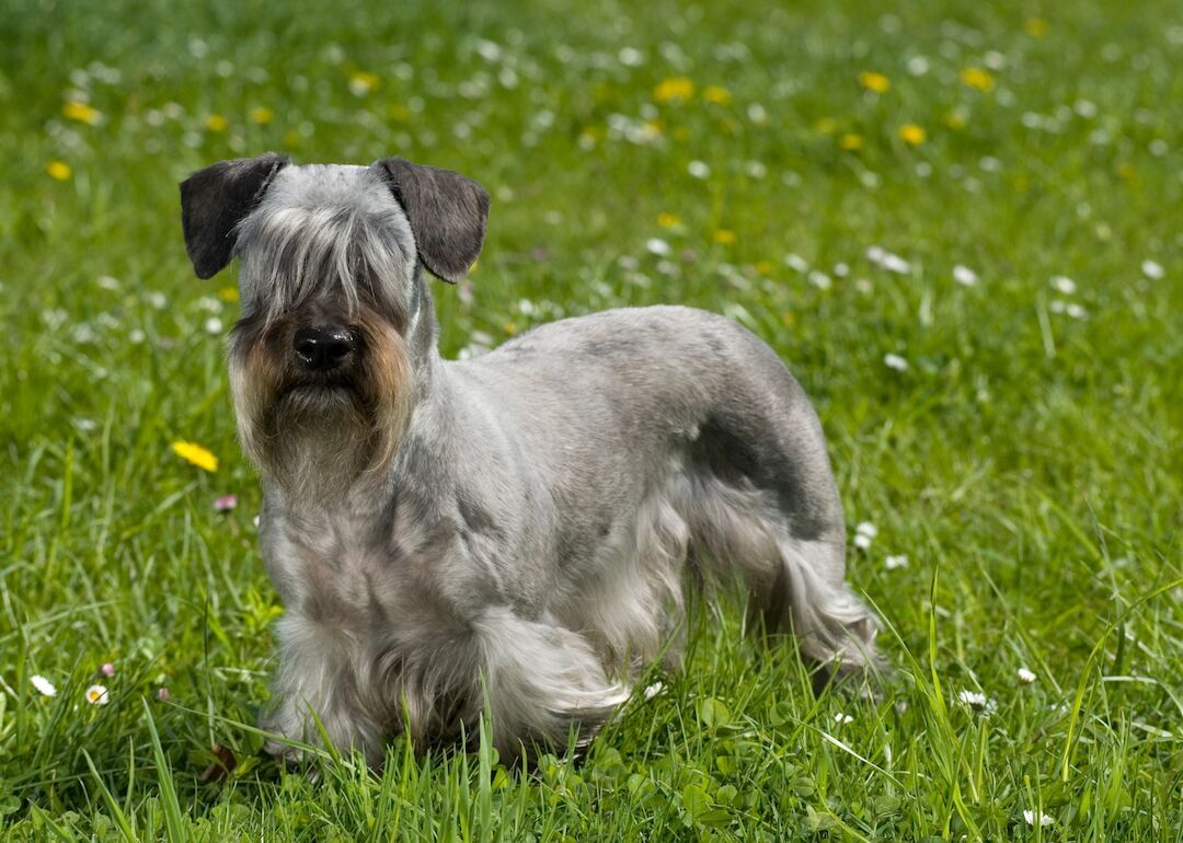 #43. Cesky terriers